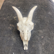 Sheep goat skull for sale  Ellis