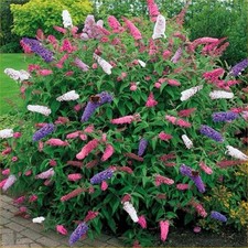 butterfly plant for sale butterfly plant for sale DEREHAM