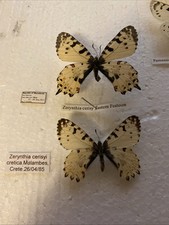 Rare eastern festoon for sale  CAERNARFON