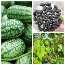 Mini cucumber melon for sale  Shipping to Ireland
