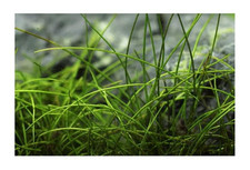 100x eleocharis acicularis gebraucht kaufen  Pfullingen