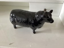 Rare aberdeen angus for sale  CLITHEROE