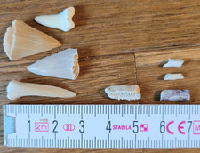 Fossils bundle job for sale  CAMBRIDGE