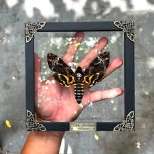 Real framed death for sale  Houston