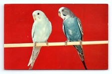 Beautiful parakeets budgies for sale  Cincinnati