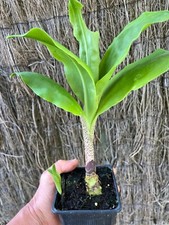 Scadoxus king albert d'occasion  Arzacq-Arraziguet