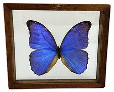 Blue morpho butterfly for sale  Pompano Beach