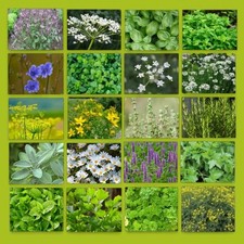 Wild flower seeds for sale  LONDON