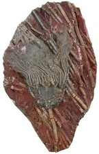 Silur platte scyphocrinites gebraucht kaufen  Erlangen