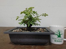 Bonsai dwarf rose for sale  Spring Hill