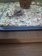 Lot crevettes neocardina d'occasion  Villeurbanne