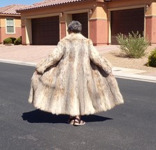 Unisex real eurasian for sale  Las Vegas