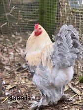 fertile pheasant eggs for sale fertile pheasant eggs for sale SEDBERGH