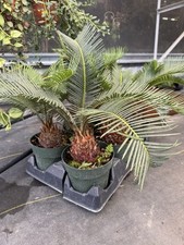 Sago palms for sale  Sanford
