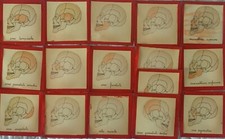 Ossa cranio tavole usato Ossa cranio tavole usato  Italia