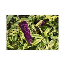 Buddleja hardy shrub for sale  IPSWICH