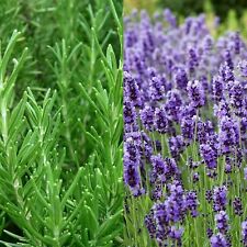 Large herbs plants for sale  GLASGOW