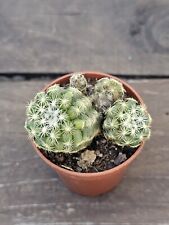 Discocactus buenekeri from usato  Spedire a Italy