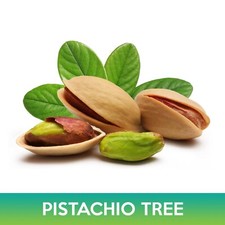 pistachio tree for sale pistachio tree for sale Belmont