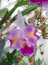 wanted orchids for sale wanted orchids for sale USA