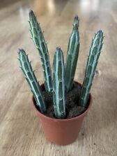 Senecio stapeliformis pickle for sale  SHEFFIELD