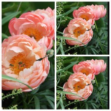 teutonia sunset gebraucht kaufen teutonia sunset gebraucht kaufen Pinneberg