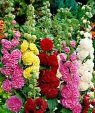 Stockrose samen bauernrose gebraucht kaufen  Recklinghausen