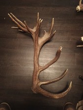 Natural red stag for sale  Sheridan