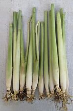 Fresh picked lemongrass for sale  Sacramento