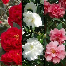 Camellia tricolour collection for sale  UK