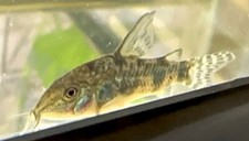 Peppered corydoras catfish for sale  Saucier
