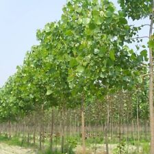 Fast growing shade for sale  Myrtle Point