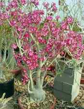 Semi adenium multiflorum usato  Trappeto