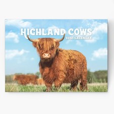 2026 highland cow for sale  COVENTRY