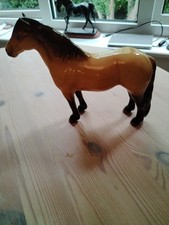 highland pony for sale highland pony for sale BURY ST. EDMUNDS