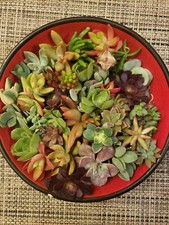 Succulent cuttings different for sale  Saratoga