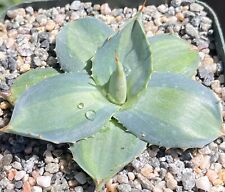 Agave parryi huachucensis for sale  Encinitas