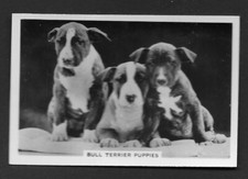Bull terrier puppies for sale  Brownstown