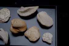 Fossilien korallen seeigel gebraucht kaufen  Heidenheim an der Brenz