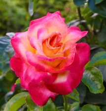 Rosa meilland pullman usato  Napoli