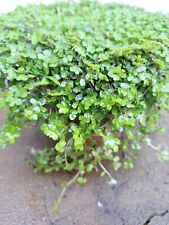 Soleirolia helxine green for sale  CHATHAM
