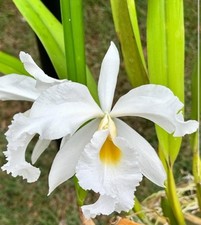 Cattleya callistoglossa new for sale  San Francisco