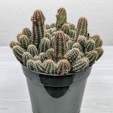Cactus plant echinopsis for sale  San Jose