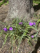 Spiderwort tradescantia virgin for sale  Mechanicsville