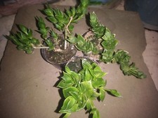 Kanna sceletium tortousum for sale  Boyertown