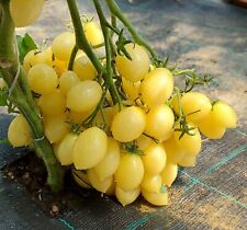 Graines tomate barry d'occasion  Revigny-sur-Ornain