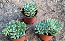 Echeveria minima blue for sale  San Diego