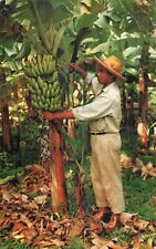 Martinique bananier regime d'occasion  Expédié en Belgium