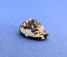 Cypraea diluculum gem d'occasion  Nice-