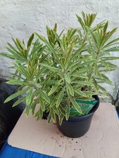 euphorbia plants for sale  BURY